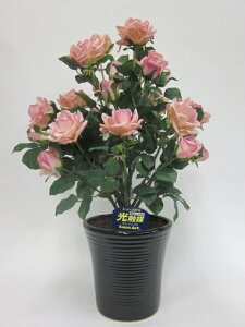 hhG}A[gt[iԁj@΂ioEKNj2{iT[sNjԂƊԈႦقǂ̃AȎБ̌ĂB蕨E̓EVzjEJXjE