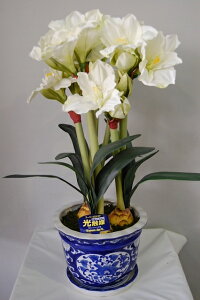 A}X@@MTCY@3{ G}A[gt[iԁj 蕨E̓EVzjEJXjEaELOEƎEwEMtgEΕENɁysmtb-sz