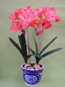 A}X@sN@MTCY@2{ G}A[gt[iԁj 蕨E̓EVzjEJXjEaELOEƎEwEMtgEΕENɁysmtb-sz