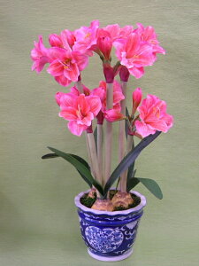 A}X@sN@MTCY@3{ G}A[gt[iԁj 蕨E̓EVzjEJXjEaELOEƎEwEMtgEΕENɁysmtb-sz