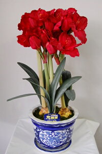 A}X@ԁ@MTCY@3{ G}A[gt[iԁj 蕨E̓EVzjEJXjEaELOEƎEwEMtgEΕENɁysmtb-sz