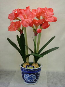 A}X@IW@MTCY@2{ G}A[gt[iԁj 蕨E̓EVzjEJXjEaELOEƎEwEMtgEΕENɁysmtb-sz