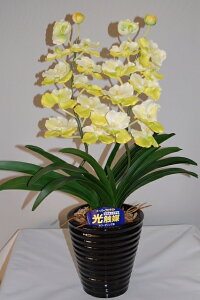 o_@@MTCY@2{ G}A[gt[iԁj 蕨E̓EVzjEJXjEaELOEƎEwEMtgEΕENɁysmtb-sz