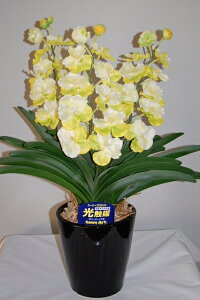 o_@@MTCY@3{ G}A[gt[iԁj 蕨E̓EVzjEJXjEaELOEƎEwEMtgEΕENɁysmtb-sz