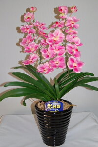 o_@sN@MTCY@2{ G}A[gt[iԁj 蕨E̓EVzjEJXjEaELOEƎEwEMtgEΕENɁysmtb-sz