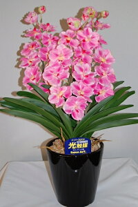 o_@sN@MTCY@3{ G}A[gt[iԁj 蕨E̓EVzjEJXjEaELOEƎEwEMtgEΕENɁysmtb-sz