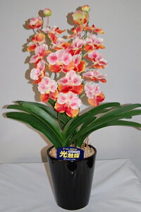 o_@sNi@MTCY@2{ G}A[gt[iԁj 蕨E̓EVzjEJXjEaELOEƎEwEMtgEΕENɁysmtb-sz