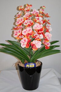 o_@sNi@MTCY@3{ G}A[gt[iԁj 蕨E̓EVzjEJXjEaELOEƎEwEMtgEΕENɁysmtb-sz