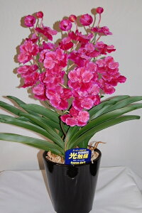 o_@ԁ@MTCY@3{ G}A[gt[iԁj 蕨E̓EVzjEJXjEaELOEƎEwEMtgEΕENɁysmtb-sz