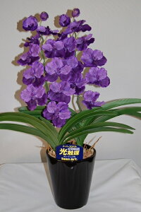 o_@@MTCY@2{ G}A[gt[iԁj 蕨E̓EVzjEJXjEaELOEƎEwEMtgEΕENɁysmtb-sz