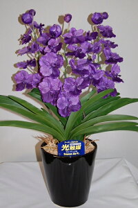 o_@@MTCY@3{ G}A[gt[iԁj 蕨E̓EVzjEJXjEaELOEƎEwEMtgEΕENɁysmtb-sz