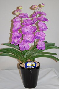 o_@@MTCY@2{ G}A[gt[iԁj 蕨E̓EVzjEJXjEaELOEƎEwEMtgEΕENɁysmtb-sz