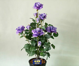 ΂ioEKNj1{ (p[v)G}ƃA~m_̃_uR[eBO@L͂ƍRۗ͂𔭊A[gt[iԁjysmtb-sz