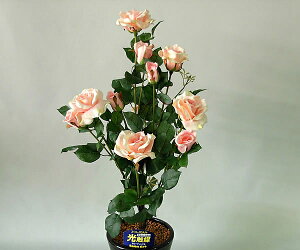 ΂ioEKNj1{ (CgsN)G}ƃA~m_̃_uR[eBO@L͂ƍRۗ͂𔭊A[gt[iԁjysmtb-sz