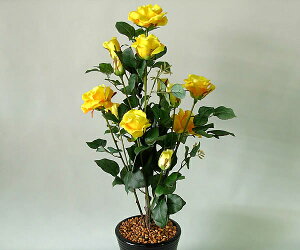 ΂ioEKNj1{ (CG[)G}ƃA~m_̃_uR[eBO@L͂ƍRۗ͂𔭊A[gt[iԁjysmtb-sz