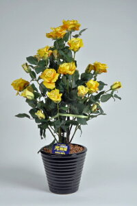 ΂ioEKNj2{ (CG[)G}ƃA~m_̃_uR[eBO@L͂ƍRۗ͂𔭊A[gt[iԁjysmtb-sz