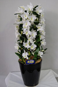 fhr[@@MTCY@5{ G}A[gt[iԁj 蕨E̓EVzjEJXjEaELOEƎEwEMtgEΕENɁysmtb-sz