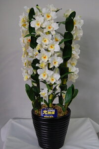 fhr[@@MTCY@3{ G}A[gt[iԁj 蕨E̓EVzjEJXjEaELOEƎEwEMtgEΕENɁysmtb-sz