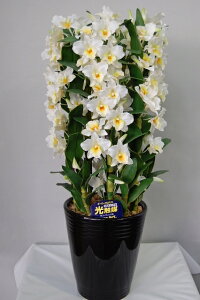 fhr[@@MTCY@5{ G}A[gt[iԁj 蕨E̓EVzjEJXjEaELOEƎEwEMtgEΕENɁysmtb-sz