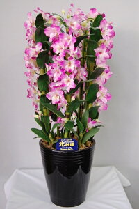 fhr[@sN@MTCY@5{ G}A[gt[iԁj 蕨E̓EVzjEJXjEaELOEƎEwEMtgEΕENɁysmtb-sz