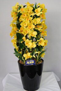 fhr[@@MTCY@5{ G}A[gt[iԁj 蕨E̓EVzjEJXjEaELOEƎEwEMtgEΕENɁysmtb-sz