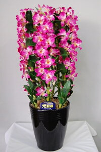 fhr[@ԁ@MTCY@5{ G}A[gt[iԁj 蕨E̓EVzjEJXjEaELOEƎEwEMtgEΕENɁysmtb-sz