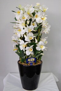 fhr[@tH[~[fr@MTCY@5{ G}A[gt[iԁj 蕨E̓EVzjEJXjEaELOEƎEwEMtgEΕENɁysmtb-s