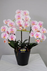 G} Ӓ A[gt[iԁj isN MTCY 3{ 蕨E̓EVzjEJXjEaELOEƎEwEMtgEΕENɁysmtb-sz