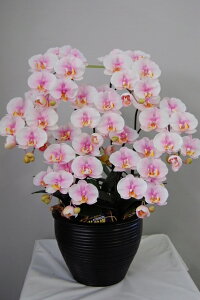 Ӓ G} A[gt[iԁjisN MTCY 7{ 蕨E̓EVzjEJXjEaELOEƎEwEMtgEΕENɁysmtb-sz