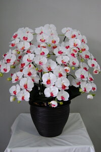 G} Ӓ G}A[gt[   MTCY 10{ 蕨 ̓ Vzj JXj a LO Ǝ w Mtg Ε N t[  ̓ CeA Ԃт A[g