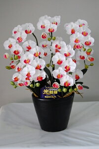 G} Ӓ A[gt[iԁj STCY 5{ S̍Yi{j蕨E̓EVzjEJXjEaELOEƎEwEMtgEΕENɁysmtb-sz