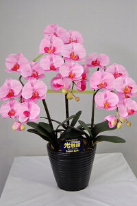 G} Ӓ A[gt[iԁj sN MTCY 3{ 蕨E̓EVzjEJXjEaELOEƎEwEMtgEΕENɁysmtb-sz