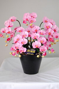 G} Ӓ A[gt[iԁj sN STCY 5{蕨E̓EVzjEJXjEaELOEƎEwEMtgEΕENɁysmtb-sz