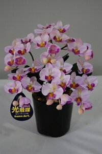 G} Ӓ A[gt[iԁjx_[ SSTCY 3{ 蕨E̓EVzjEJXjEaELOEƎEwEMtgEΕEN