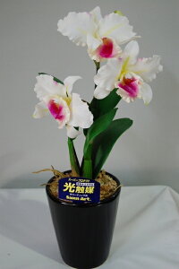 Jg@ԁ@LTCY@1{ G}A[gt[iԁj 蕨E̓EVzjEJXjEaELOEƎEwEMtgEΕENɁysmtb-sz