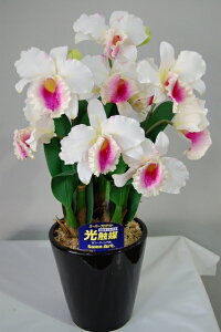 Jg@ԁ@LTCY@3{ G}A[gt[iԁj 蕨E̓EVzjEJXjEaELOEƎEwEMtgEΕENɁysmtb-sz