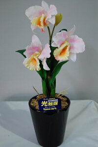 Jg@sN@LTCY@1{ G}A[gt[iԁj 蕨E̓EVzjEJXjEaELOEƎEwEMtgEΕENɁysmtb-sz