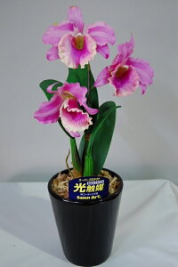 Jg@x_[@LTCY@1{ G}A[gt[iԁj 蕨E̓EVzjEJXjEaELOEƎEwEMtgEΕENɁysmtb-sz