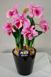 Jg@x_[@LTCY@2{ G}A[gt[iԁj 蕨E̓EVzjEJXjEaELOEƎEwEMtgEΕENɁysmtb-sz