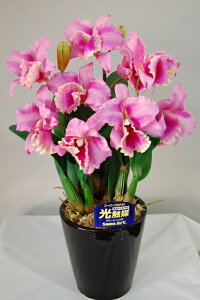 Jg@x_[@LTCY@3{ G}A[gt[iԁj 蕨E̓EVzjEJXjEaELOEƎEwEMtgEΕENɁysmtb-sz