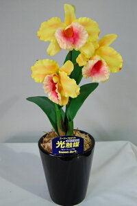 Jg@@LTCY@1{ G}A[gt[iԁj 蕨E̓EVzjEJXjEaELOEƎEwEMtgEΕENɁysmtb-sz