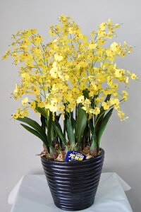 IVW[@@10{ G}A[gt[iԁj 蕨E̓EVzjEJXjEaELOEƎEwEMtgEΕENɁysmtb-sz