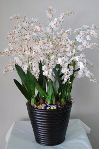 IVW[@@10{ G}A[gt[iԁj 蕨E̓EVzjEJXjEaELOEƎEwEMtgEΕENɁysmtb-sz