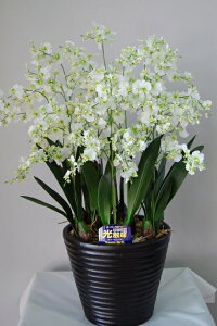 IVW[@΁@10{ G}A[gt[iԁj 蕨E̓EVzjEJXjEaELOEƎEwEMtgEΕENɁysmtb-sz