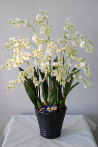 IVW[@΁@6{ G}A[gt[iԁj 蕨E̓EVzjEJXjEaELOEƎEwEMtgEΕENɁysmtb-sz