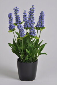 x_[@@1{ G}A[gt[iԁj 蕨E̓EVzjEJXjEaELOEƎEwEMtgEΕEN