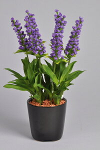 x_[@Ԏ@1{ G}A[gt[iԁj 蕨E̓EVzjEJXjEaELOEƎEwEMtgEΕEN