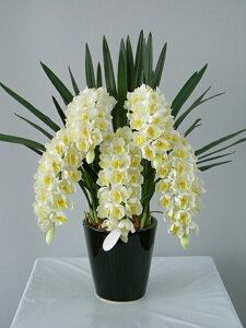 VrW[@@MTCY@5{ G}A[gt[iԁj 蕨E̓EVzjEJXjEaELOEƎEwEMtgEΕENɁysmtb-sz