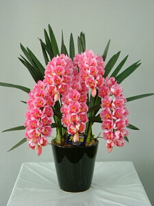 VrW[@sN@STCY@5{ G}A[gt[iԁj 蕨E̓EVzjEJXjEaELOEƎEwEMtgEΕENɁysmtb-sz