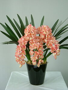 VrW[@T[sN@STCY@5{ G}A[gt[iԁj 蕨E̓EVzjEJXjEaELOEƎEwEMtgEΕENɁysmtb-sz